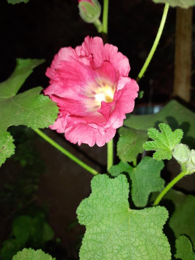 Trimurti Holiday Home Panchgani Extérieur photo