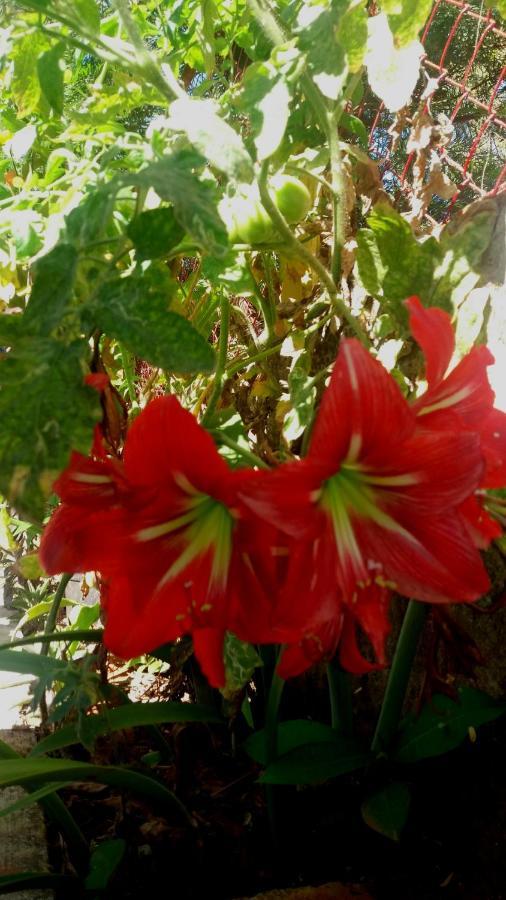 Trimurti Holiday Home Panchgani Extérieur photo